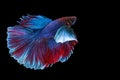 Halfmoon Betta splendens fighting fish Thailand on isolated black background. The moving moment beautiful of blue and red Royalty Free Stock Photo