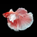 Halfmoon Dumbo Betta Royalty Free Stock Photo