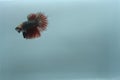 Halfmoon Fighting Fish Dragon Butterfly Red Black - Betta Splendens Royalty Free Stock Photo