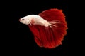 Halfmoon red fin and white body betta isolated on black background with clipping path Royalty Free Stock Photo