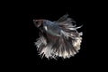 Halfmoon silver and white betta isolated on black background Royalty Free Stock Photo