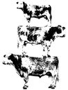 Three Cows Standing in Stack, Vintage Xerography Halftone Engraving, Black and White Farm Vector Illustration Royalty Free Stock Photo