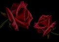 Halftone red roses on a black background. Vector flowers. EPS 10 Royalty Free Stock Photo