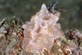Nudibranch Halgerda batangas Royalty Free Stock Photo
