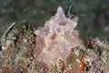 Nudibranch Halgerda batangas Royalty Free Stock Photo