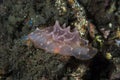 Halgerda batangas Nudibranch Royalty Free Stock Photo