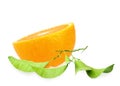 Halh of orange and branch Royalty Free Stock Photo