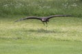 Haliaeetus albicilla - A falconed sea eagle flies low above the ground. Beneath it is green grass