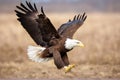 Haliaeetus Eagle taking off Bald leucocephalu feather america bird prey fly wing