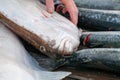 Halibut catch of the day in Alaska