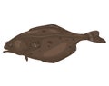 Halibut fish isolated on white background. Vector graphics