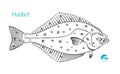 Halibut hand-drawn illustration