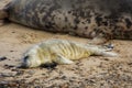 Seal pup sleeping near mum. Royalty Free Stock Photo