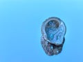 Haliotis, abalone or ear seashell alone