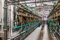 Hall milking cows on a dairy farm Royalty Free Stock Photo