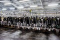 Hall milking cows on a dairy farm Royalty Free Stock Photo