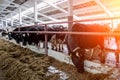 Hall milking cows on a dairy farm Royalty Free Stock Photo