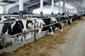 Hall milking cows on a dairy farm Royalty Free Stock Photo