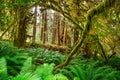 Hall of Mosses in the Hoh Rainforest of Olympic National Park