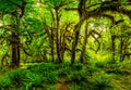 The Hall of Mosses in the Hoh rainforest, Olympic National Park, Washington Royalty Free Stock Photo