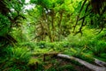 The Hall of Mosses in the Hoh rainforest, Olympic National Park, Washington Royalty Free Stock Photo