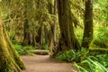 Hall of Mosses in the Hoh Rainforest of Olympic National Park Royalty Free Stock Photo