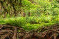 Hall of Mosses in the Hoh Rainforest of Olympic National Park Royalty Free Stock Photo