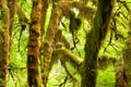 Hall of Mosses in Olympic National Park Royalty Free Stock Photo