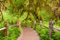 Hall of Mosses Olympic National Park Royalty Free Stock Photo