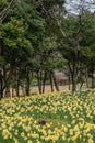 Halla Arboretum flower field in Jeju Island, Korea