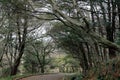 Halla Arboretum forest in Jeju Island, Korea