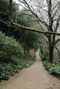 Halla Arboretum forest road in Jeju Island, Korea