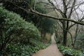 Halla Arboretum forest road in Jeju Island, Korea