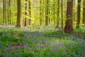 Hallerbos bluebell forest, tranquil woodland during blue flowers blossom in spring, Halle, Belgium. Outdoor travel background Royalty Free Stock Photo