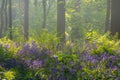 Hallerbos bluebell forest, tranquil woodland during blue flowers blossom in spring, Halle, Belgium. Outdoor travel background Royalty Free Stock Photo