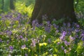 Hallerbos bluebell forest, tranquil woodland during blue flowers blossom in spring, Halle, Belgium. Outdoor travel background Royalty Free Stock Photo