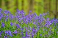 Hallerbos bluebell forest, tranquil woodland during blue flowers blossom in spring, Halle, Belgium. Outdoor travel background Royalty Free Stock Photo