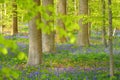 Hallerbos bluebell forest, tranquil woodland during blue flowers blossom in spring, Halle, Belgium. Outdoor travel background Royalty Free Stock Photo