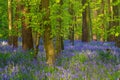 Hallerbos bluebell forest, tranquil woodland during blue flowers blossom in spring, Halle, Belgium. Outdoor travel background Royalty Free Stock Photo