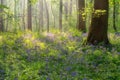 Hallerbos bluebell forest, tranquil woodland during blue flowers blossom in spring, Halle, Belgium. Outdoor travel background Royalty Free Stock Photo