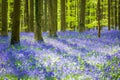 Hallerbos Bluebells Forest, Belgium. Royalty Free Stock Photo