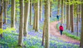 Hallerbos Bluebells Forest, Belgium. Royalty Free Stock Photo