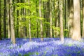 Hallerbos Bluebells Forest, Belgium. Royalty Free Stock Photo