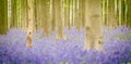 Hallerbos Bluebells Forest, Belgium. Royalty Free Stock Photo