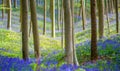 Hallerbos Bluebells Forest, Belgium. Royalty Free Stock Photo