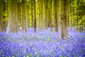 Hallerbos Bluebells Forest, Belgium. Royalty Free Stock Photo