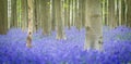 Hallerbos Bluebells Forest, Belgium. Royalty Free Stock Photo