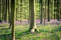 Sunrise and a carpet of bluebells in The Blue Forest Hallerbos NP, Halle, Flanders, Belgium Royalty Free Stock Photo