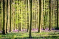 Spring: sunrise, a carpet of bluebells and sequoia trees in the Bluebell wood Hallerbos NP, Halle, Flanders, Belgium Royalty Free Stock Photo