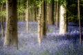 Hallerbos enchanted forest in Belgium, bluebells flowers in bloom Royalty Free Stock Photo